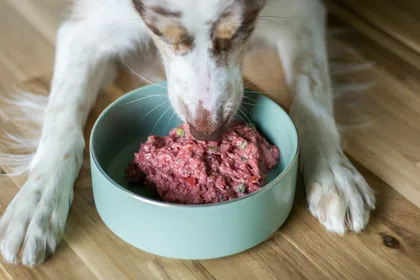 Cachorro comendo receita natural